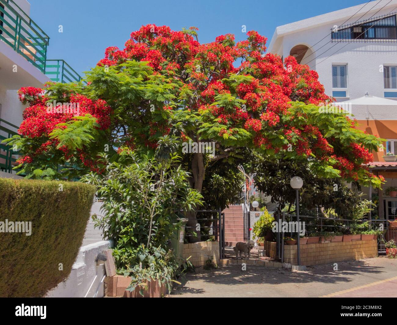 Regione di Delonix (Poinciana reale) ad Ayia Napa, Cipro. Foto Stock