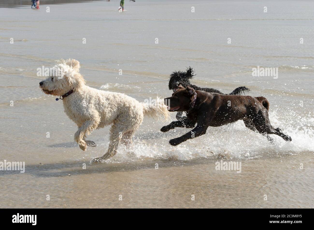Un Labrador, Doodle d'oro e un cane di servizio australiano che gioca nel mare Foto Stock