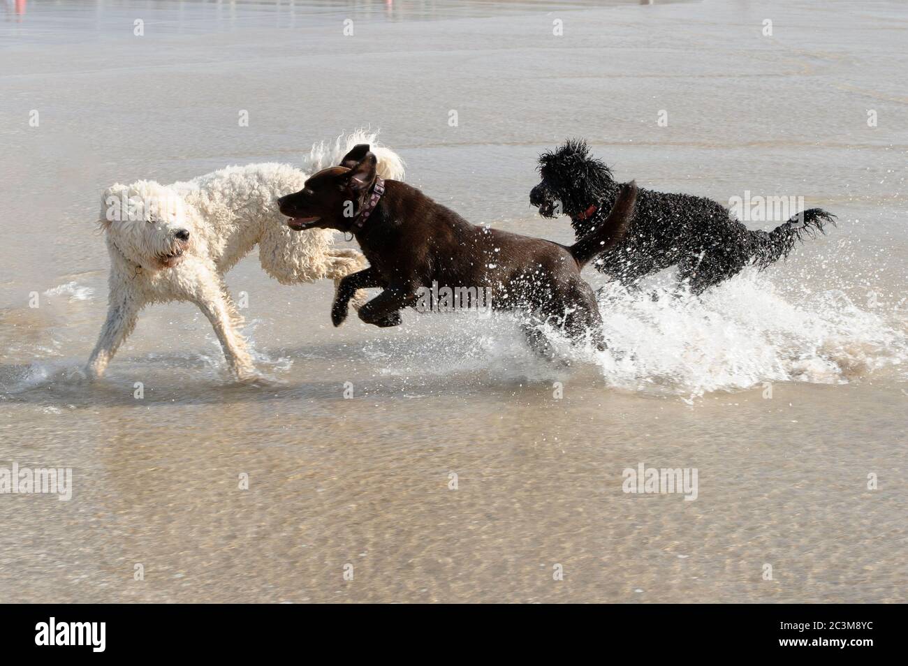 Un Labrador, Doodle d'oro e un cane di servizio australiano che gioca nel mare Foto Stock