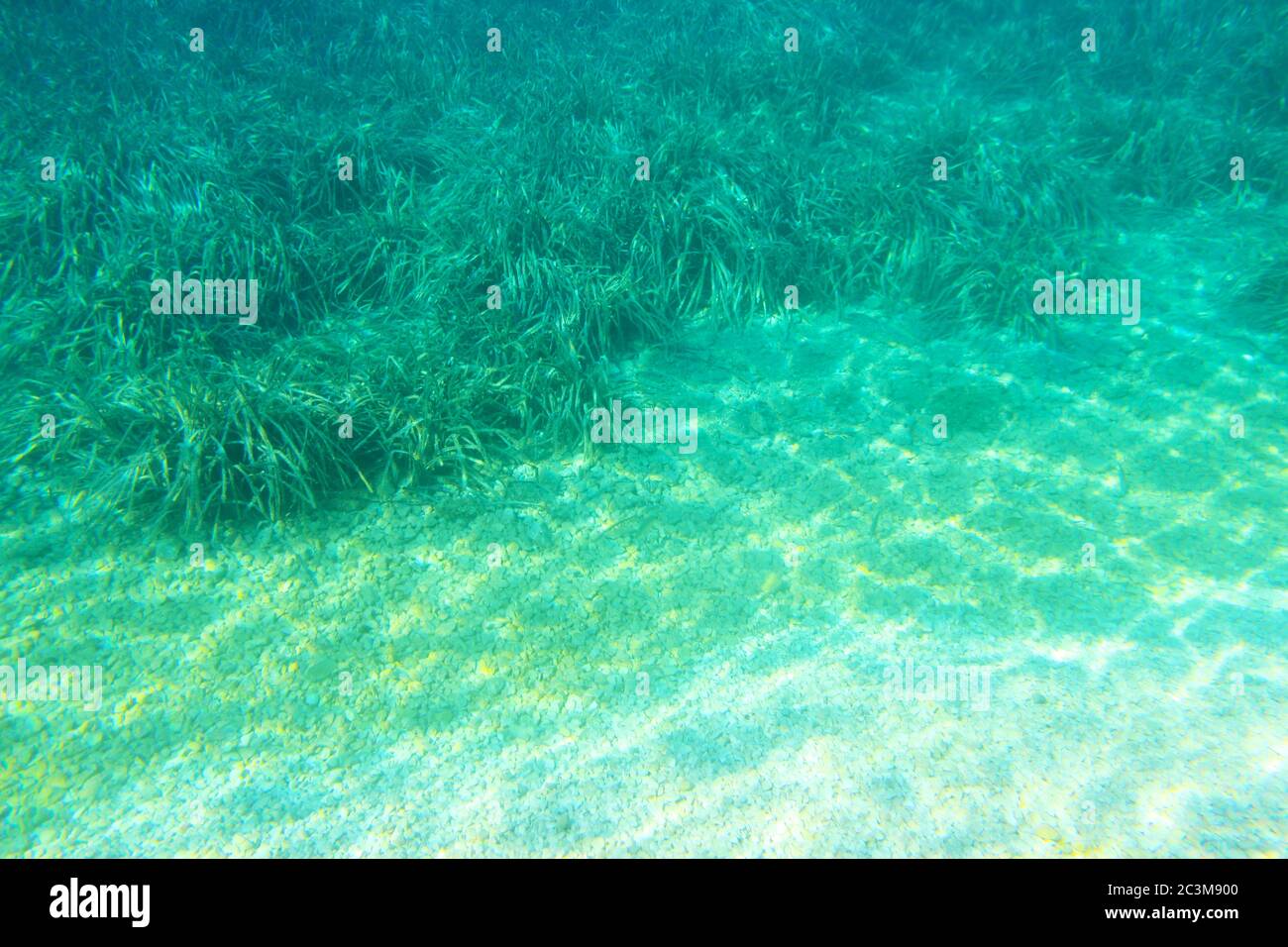 Mare erba e sabbia fondo subacqueo Foto Stock