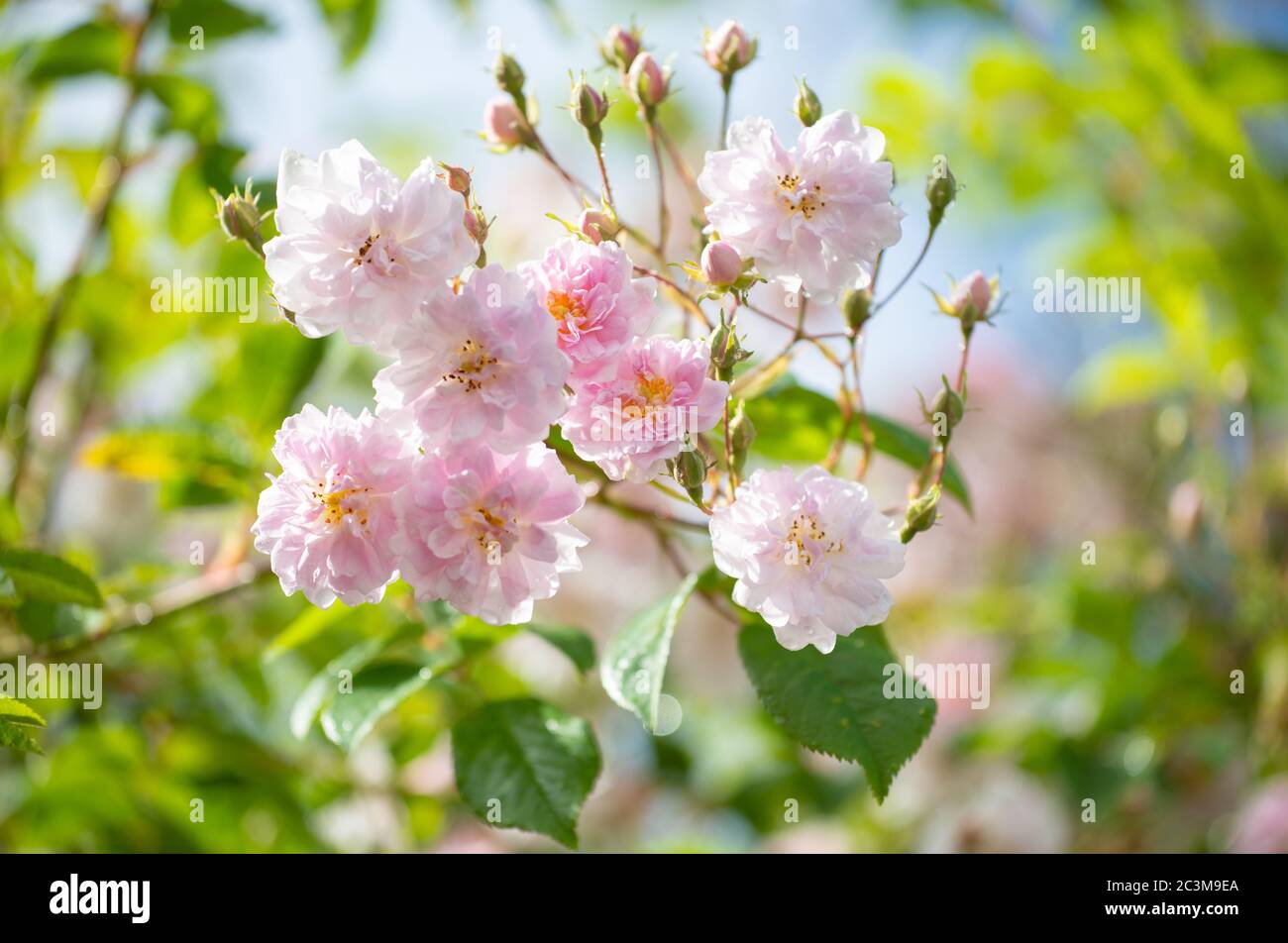 Rambling Rose - Paul's Himalayan Musk - Scozia, Regno Unito Foto Stock