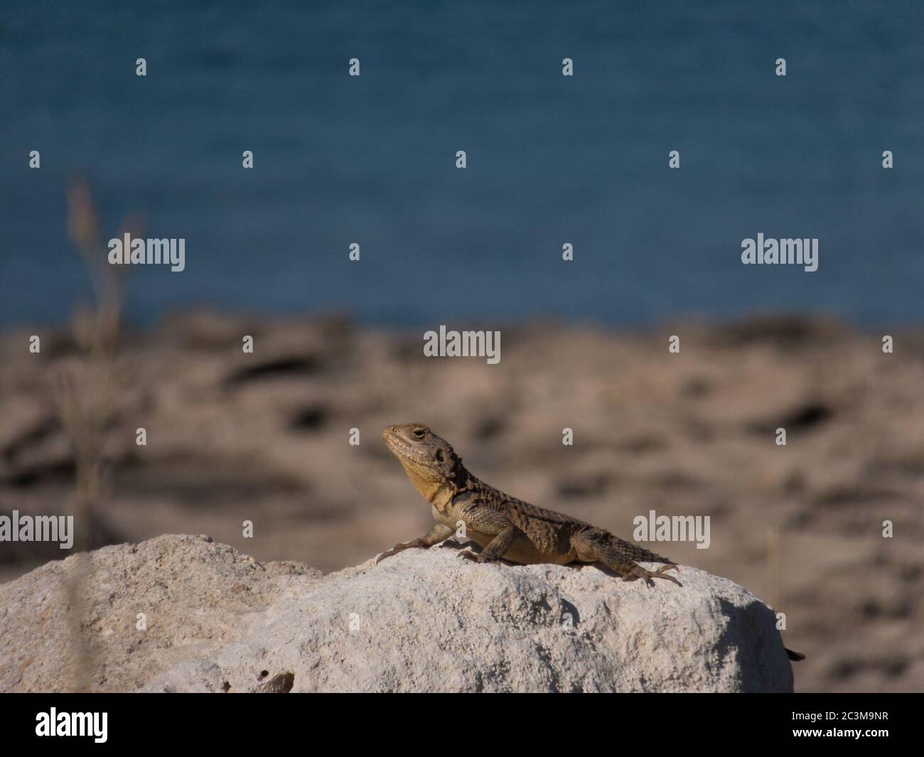 Grande lucertola su una roccia su una spiaggia cipriota. Foto scattata il 2015 giugno vicino Protaras. Foto Stock