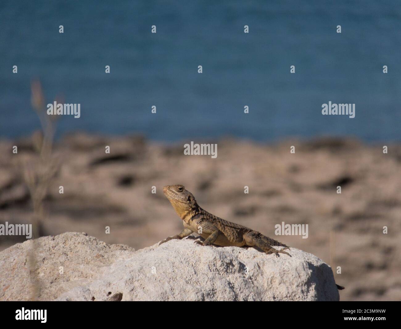 Grande lucertola su una roccia su una spiaggia cipriota. Foto scattata il 2015 giugno vicino Protaras. Foto Stock