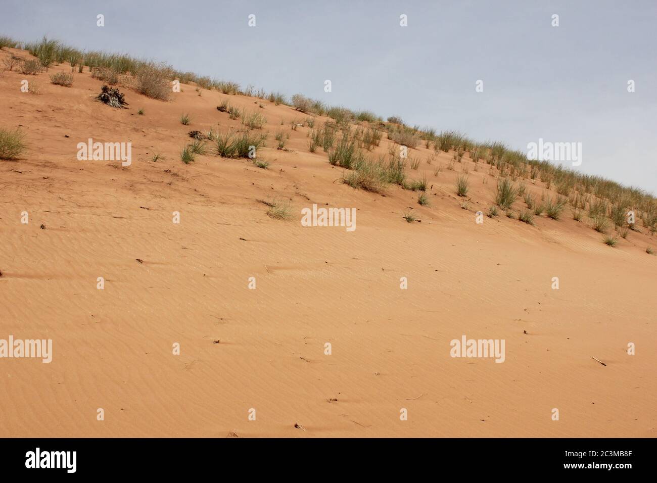 L'ecosistema delle dune di sabbia del deserto incontaminate. L'azione del vento modifica costantemente la dimensione, l'altezza, la forma, la struttura e il colore delle alte e aride dune. Foto Stock