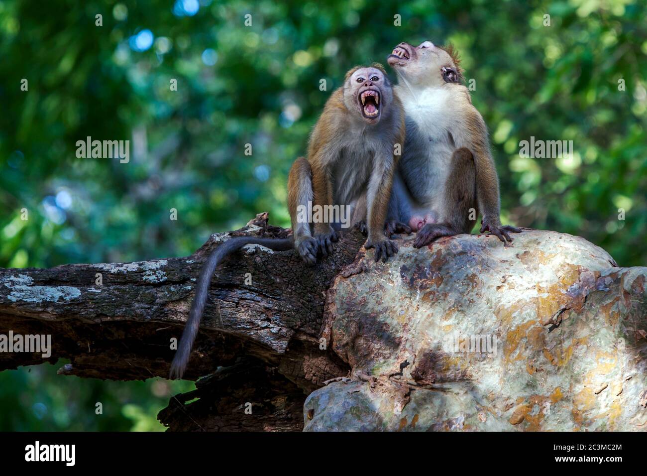 Un paio di macachi Toque arrabbiati (nome scientifico Macaca sinica) siedono in un albero nel Parco Nazionale di Yala, nello Sri Lanka meridionale. Foto Stock