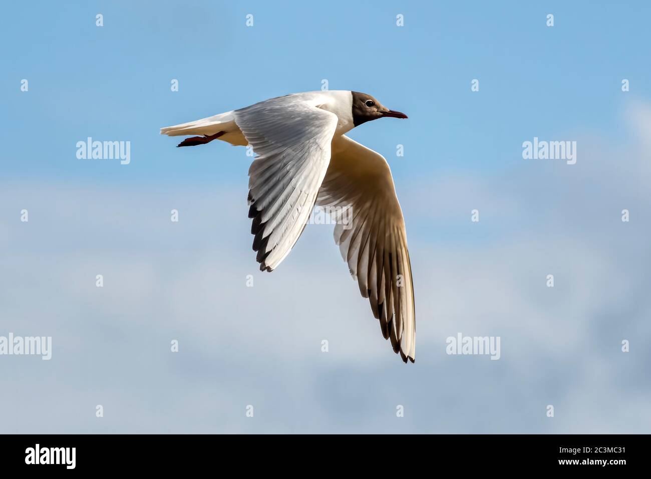 Gabbiano a testa nera volante, Chromicocephalus ridibundus, in primavera e in estate piumaggio. Foto Stock