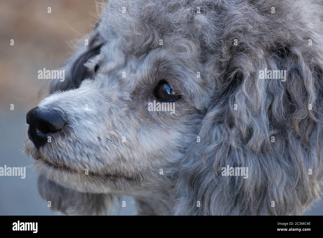 Silver Poodle - ritratto - guarda a destra - primo piano Foto Stock