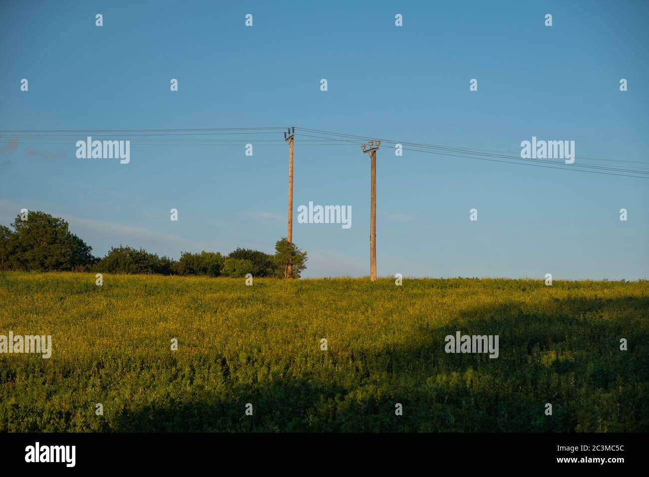 Telegraph fili poli telefono attraverso un campo in Kent, Inghilterra Foto Stock
