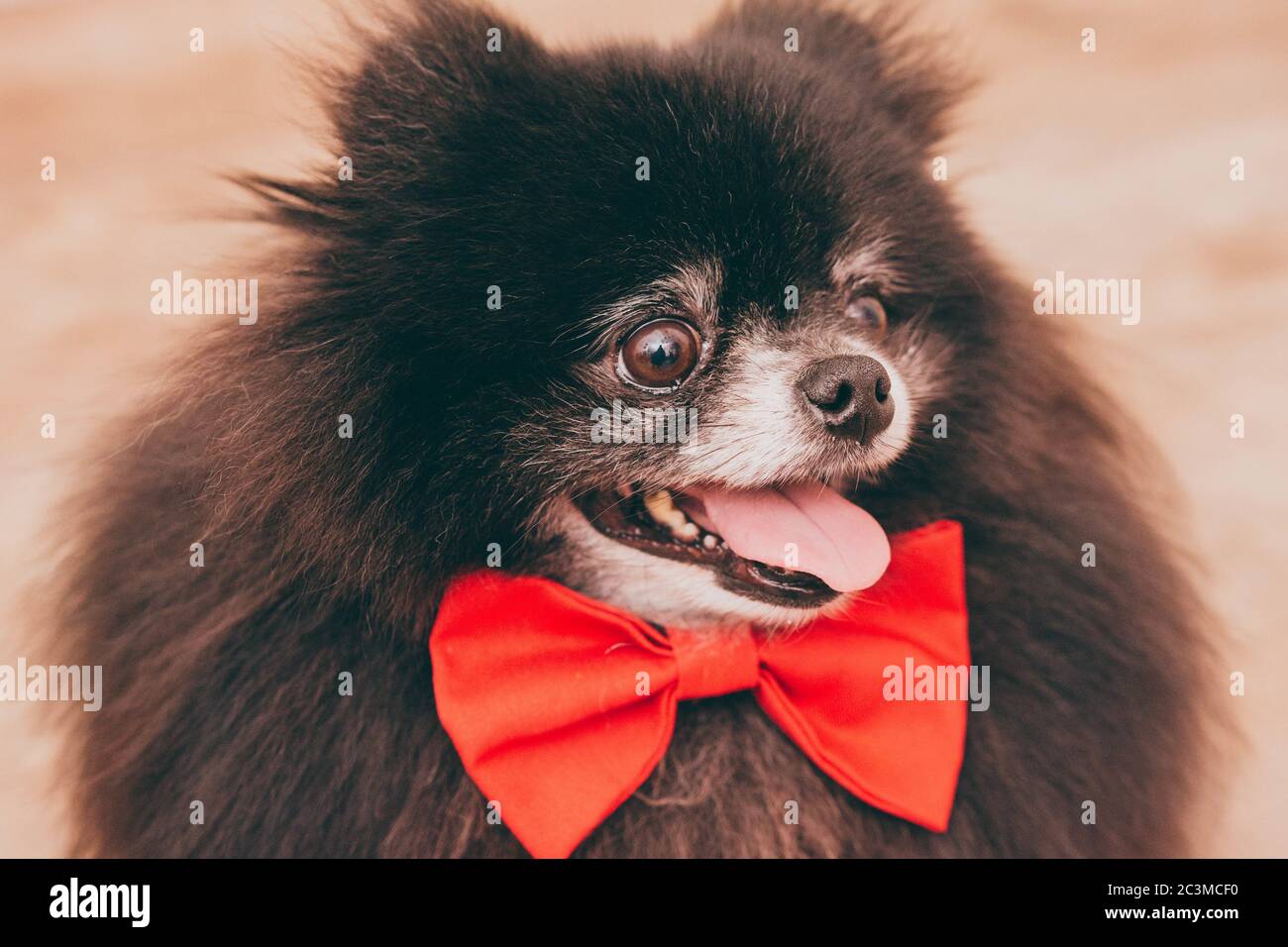 Primo piano di un cane nero Pomeranian lingua fuori indossare un arco carino Foto Stock