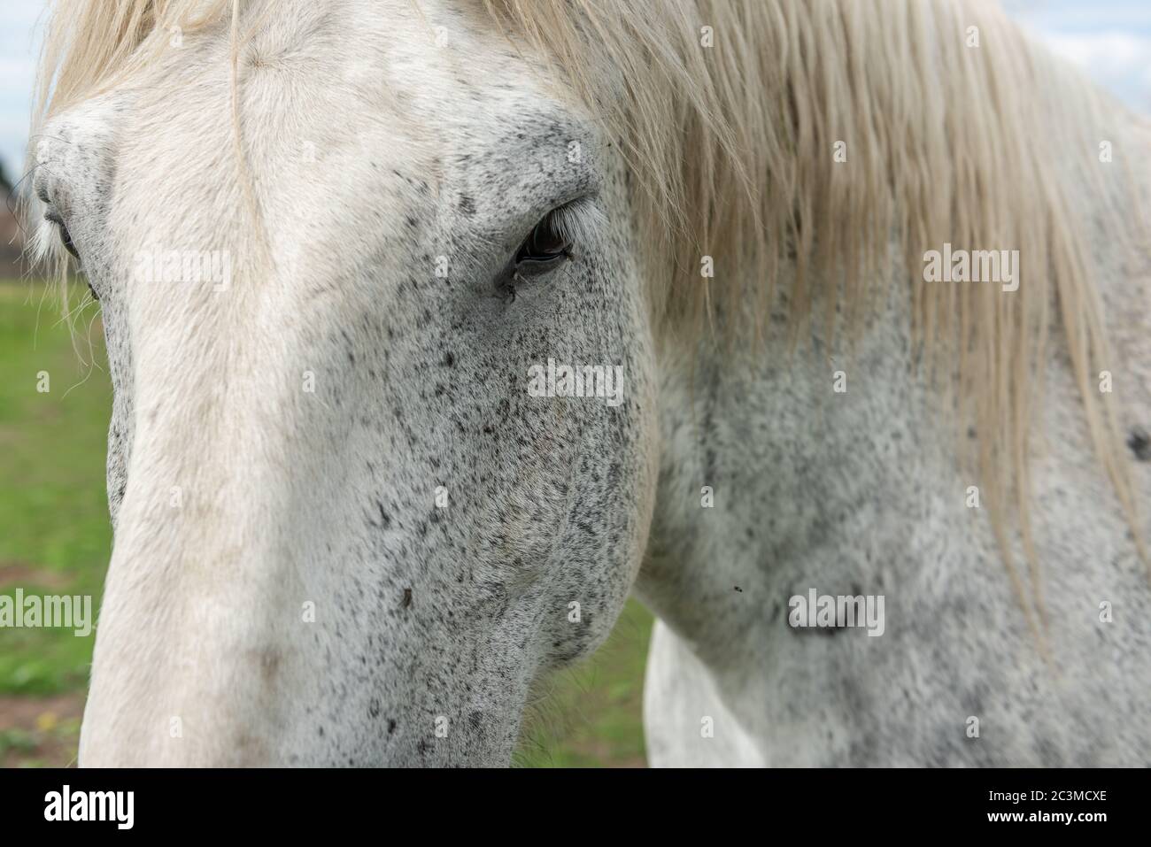 Cavallo di tiraggio in un pascolo in un villaggio in Francia Foto Stock