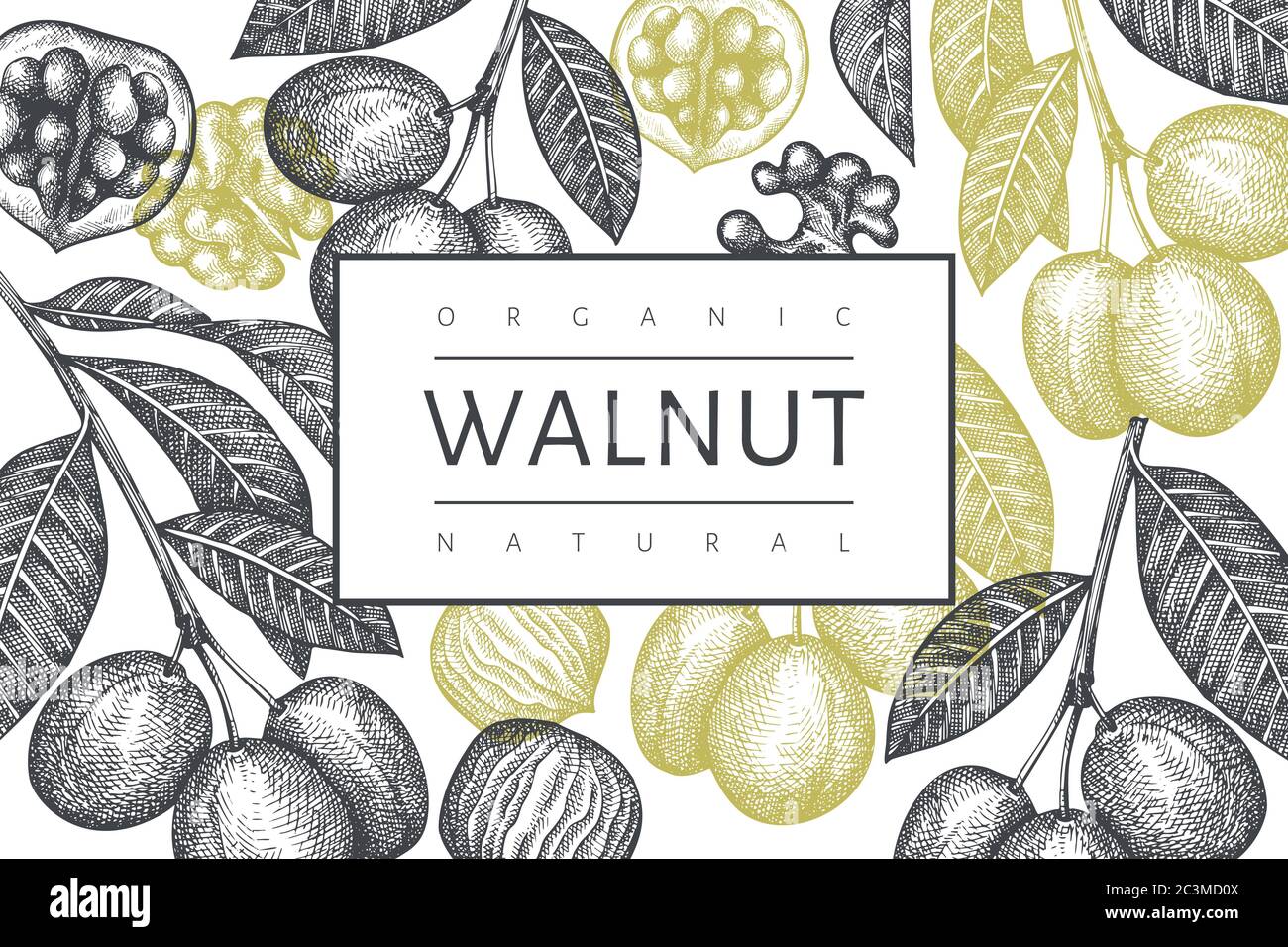 Disegno a mano modello in noce. Illustrazione del vettore di alimento organico. Illustrazione del dado vintage. Sfondo botanico inciso stile. Illustrazione Vettoriale