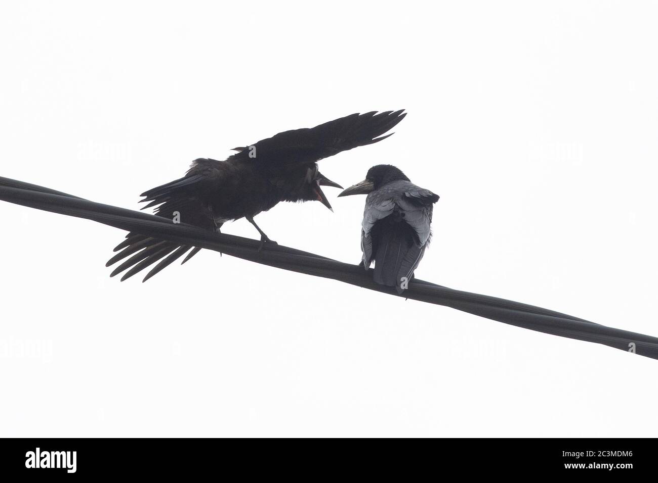 Young Rook (corvus frugilegus) su telegrafo filo pestering per il cibo da genitore - UK Foto Stock