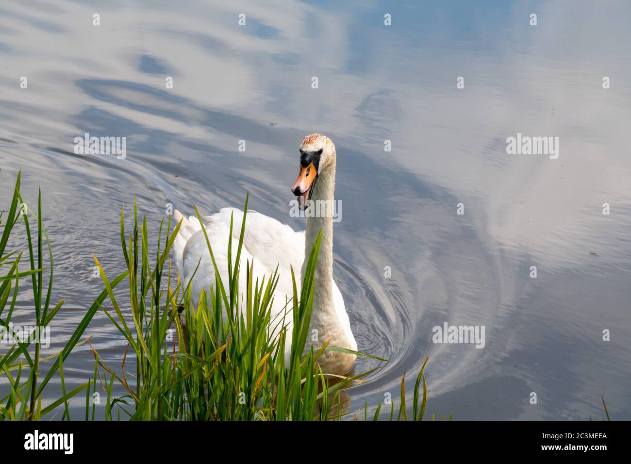 Un cigno selvaggio su un lago in Scozia si trasforma in bacio mentre ai passanti nuotando Foto Stock
