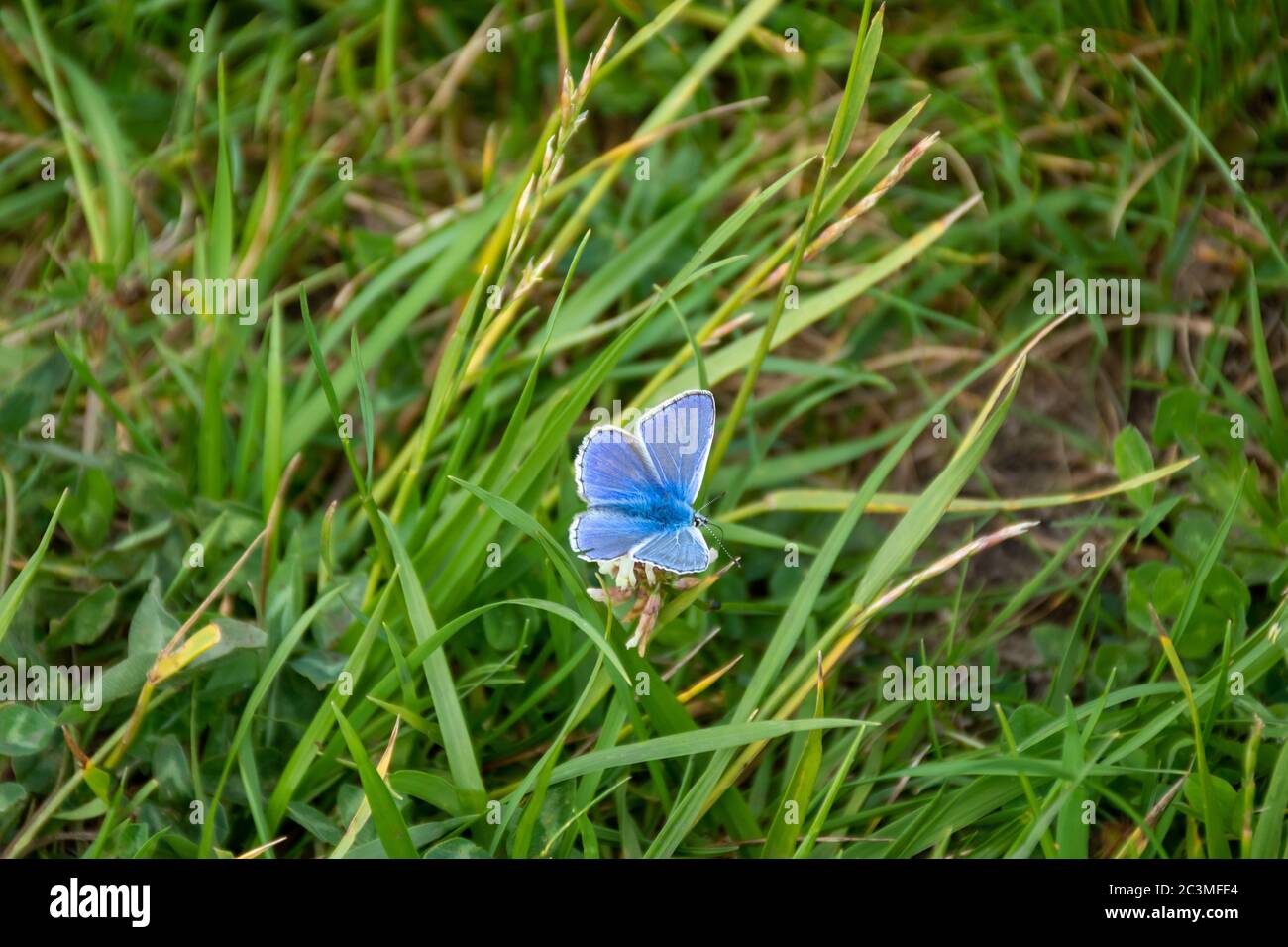 Una farfalla blu brillante tra l'erba in un campo in Scozia Foto Stock