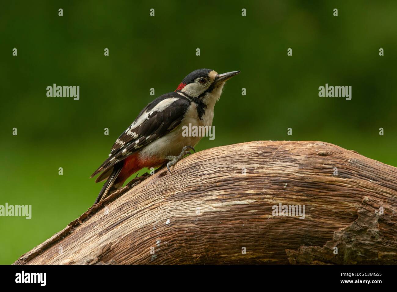 Woodpecker grande macchiato (Dendrocopos Major), maschio seduto su un tronco, Dumfries, SW Scozia Foto Stock