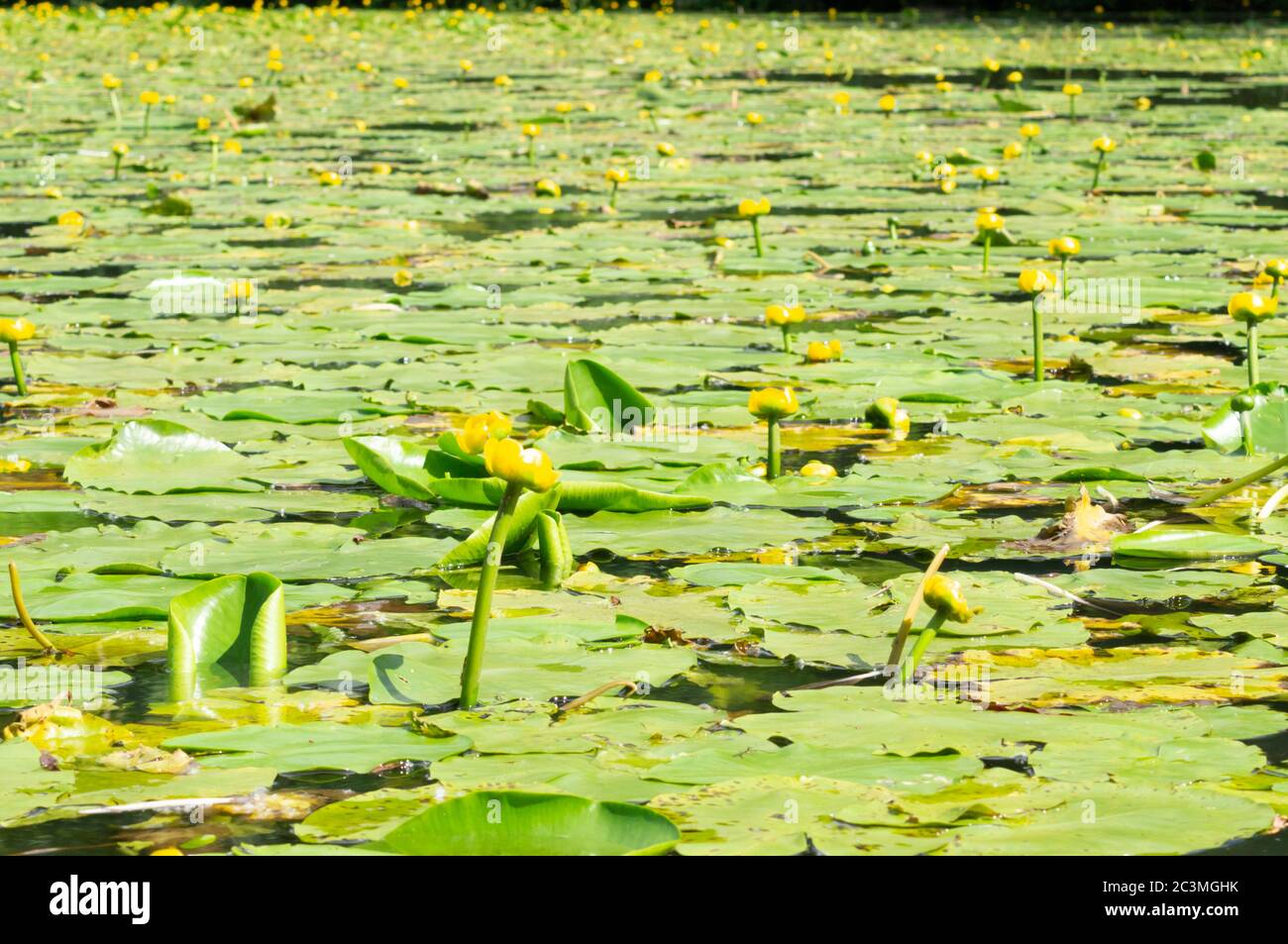 Gialle ninfee ninfaeaceae o bottiglia di brandy su un lago, Inghilterra UK Foto Stock