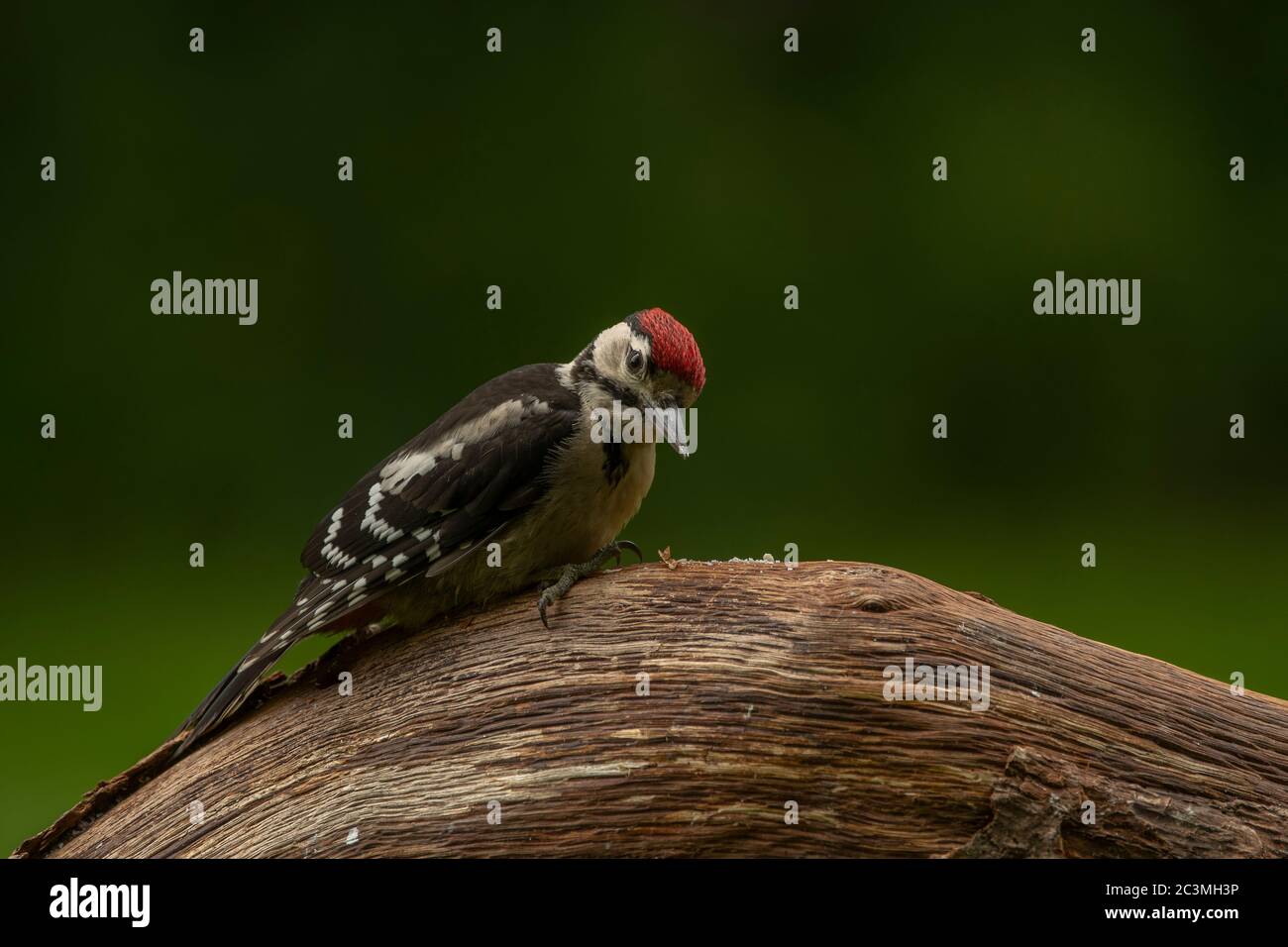 Woodpecker grande macchiato (Dendrocopos maggiore), giovane seduto su un tronco, Dumfries, SW Scozia Foto Stock