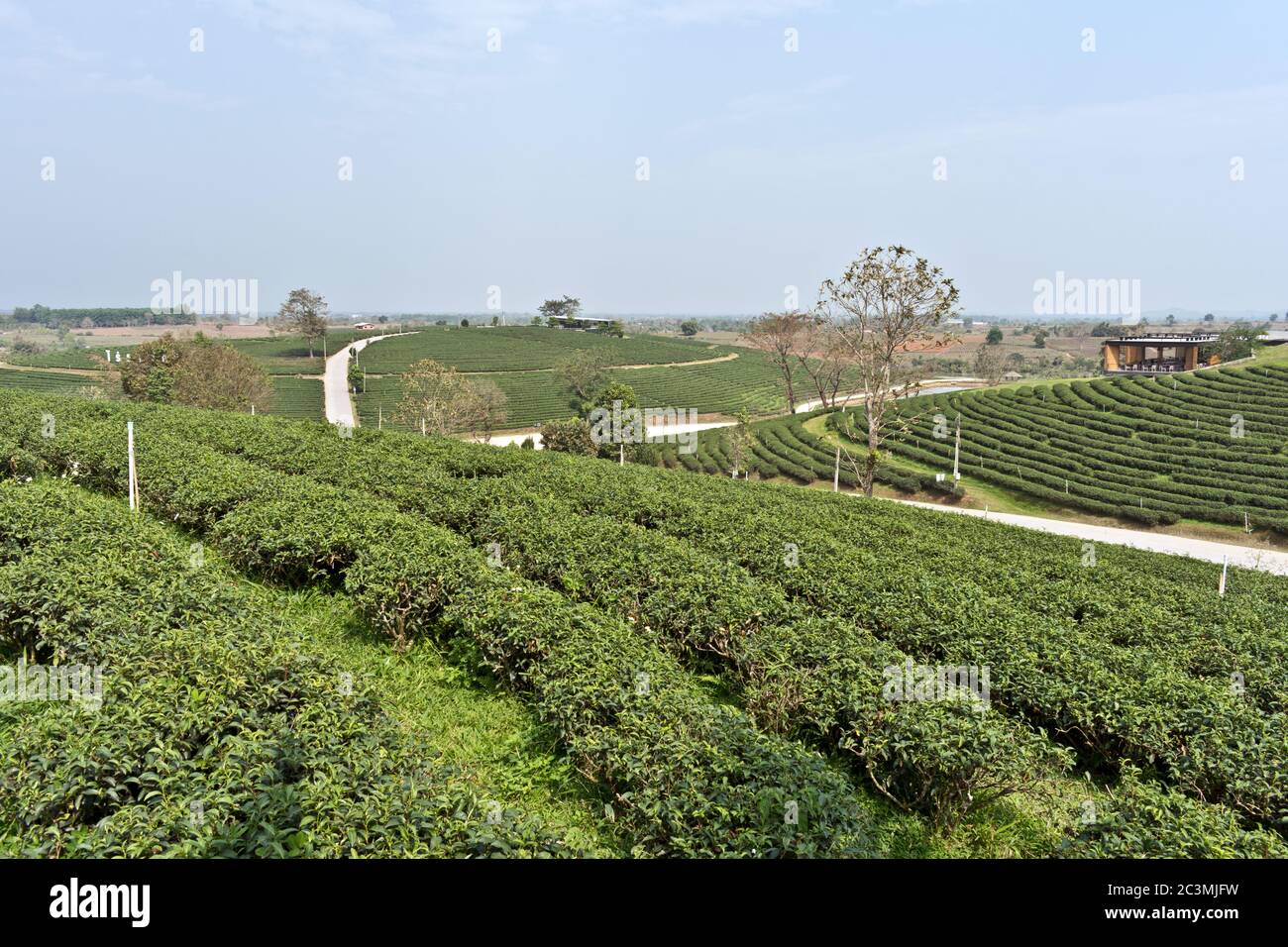 Scenario alla piantagione di tè di Choui Fong, Mae Chan, Thailandia del Nord, Asia Foto Stock