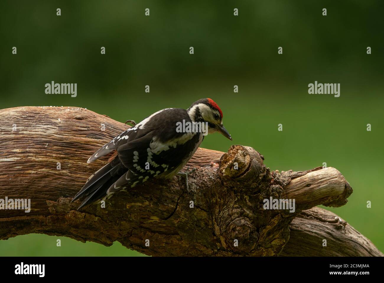Woodpecker grande macchiato (Dendrocopos maggiore), giovane seduto su un tronco, Dumfries, SW Scozia Foto Stock