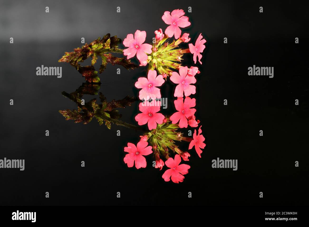 Primo piano della fioritura della verbena argentina rossa con immagine speculare su un piatto di vetro nero Foto Stock
