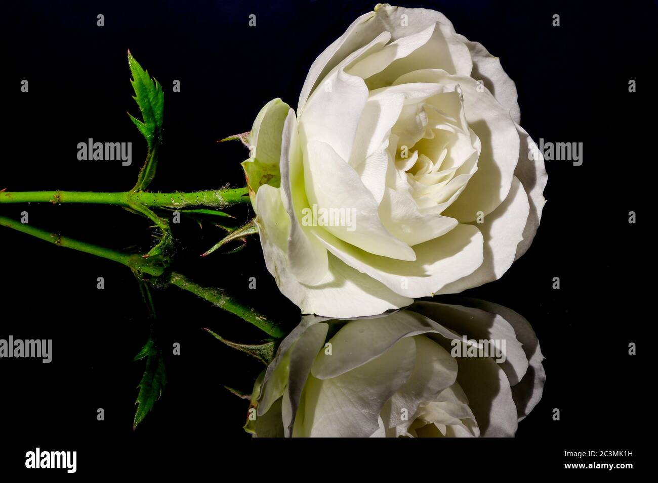 Primo piano di fiori bianchi di rosa cinese con immagine speculare su un piatto di vetro nero Foto Stock