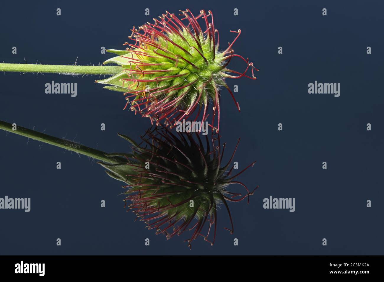 Primo piano di erbe bennett fiore con immagine speculare su un piatto di vetro scuro Foto Stock