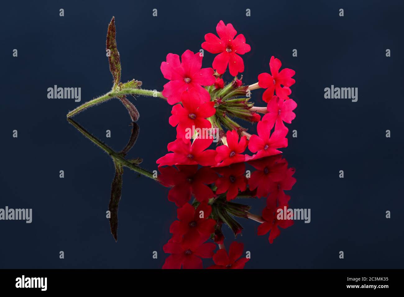 Primo piano della fioritura della verbena argentina rossa con immagine speculare su un piatto di vetro nero Foto Stock