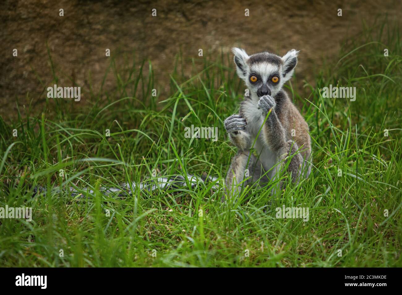 Giovane lemure con coda lunga bianca e nera e occhi arancio luminosi seduti su erba verde che si nutrono guardando divertente. Foto Stock