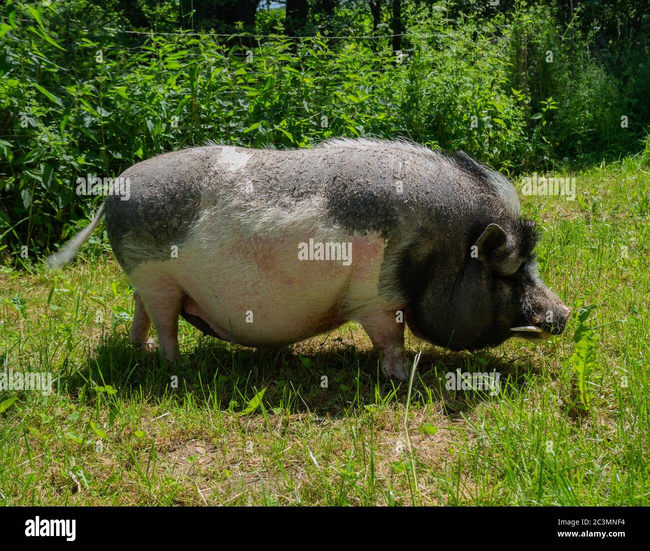 Maiale in vaso su una fattoria nel prato Foto Stock