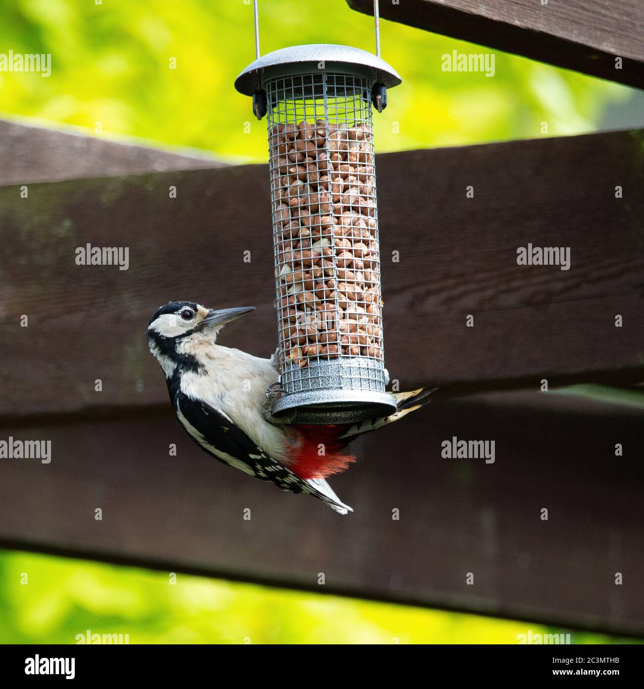 Una femmina grande picchio puntato Dendrocopos maggiore su un alimentatore di uccelli riempito di noci in un giardino Kent. REGNO UNITO. Foto Stock
