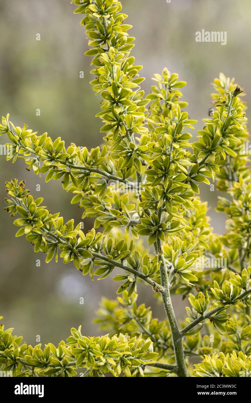 Primo piano dei fiori estivi di colore verde-giallo della falsa helleborine, Veratrum album var. Flavum Foto Stock