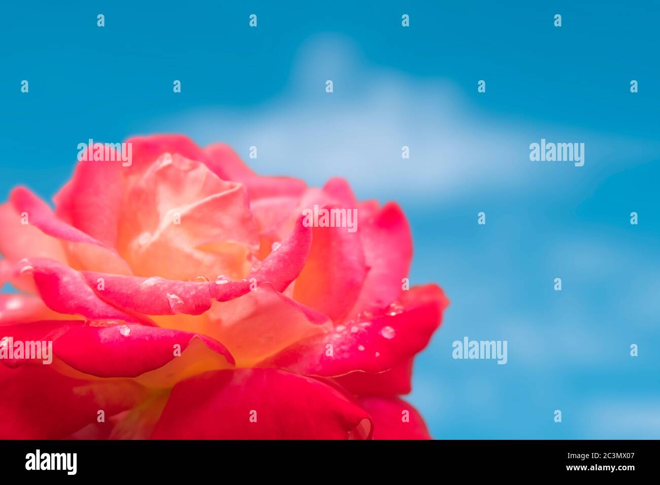 Primo piano immagine di una bella rosa con gocce d'acqua su sfondo azzurro cielo luminoso. Sfondo di fiori di rosa con spazio per il testo Foto Stock