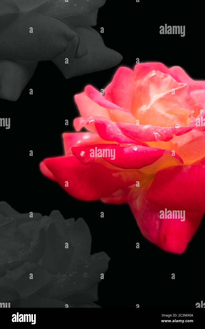 Rosa brillante su sfondo nero, carta da parati Foto Stock