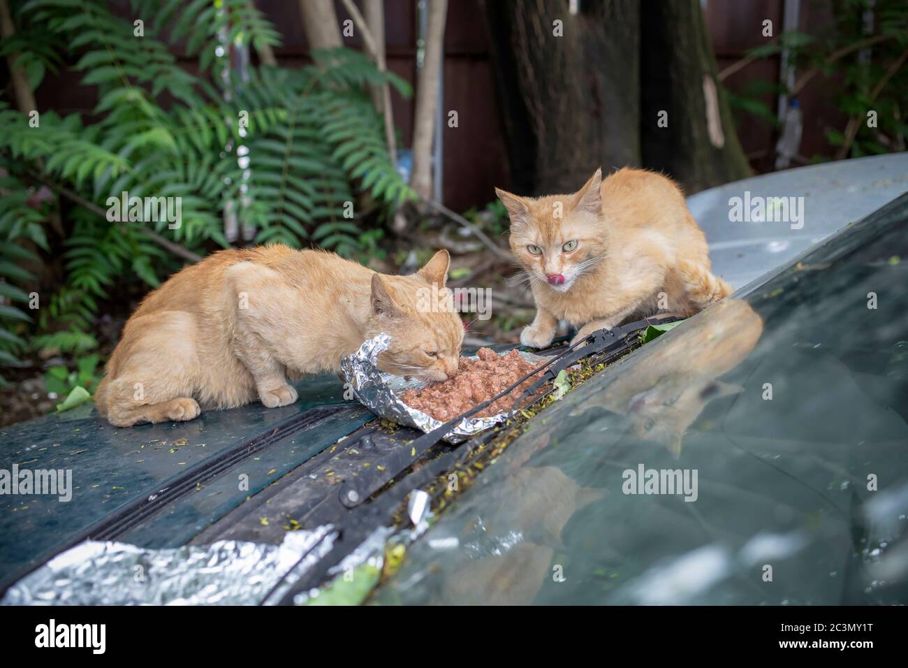 Ginger gatti che hanno pasto su una cappa di auto Foto Stock
