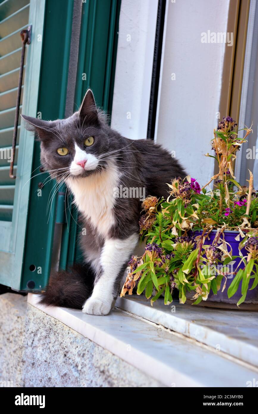 gatto a Porto Maurizio Liguria Foto Stock