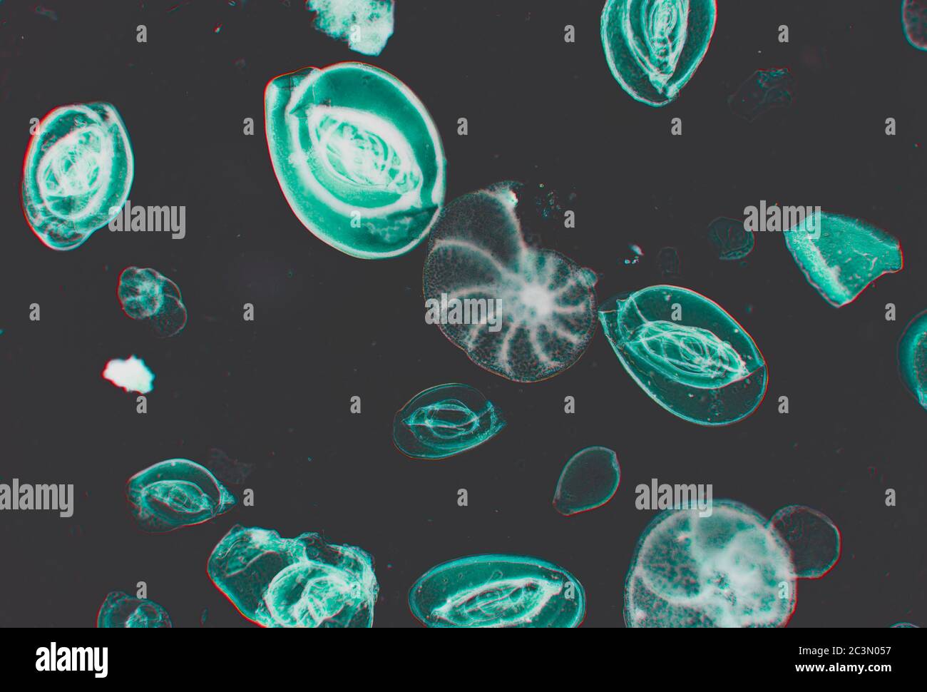 Foraminifera test, protisti ameboidi dal Mare Adriatico, vista al microscopio Foto Stock