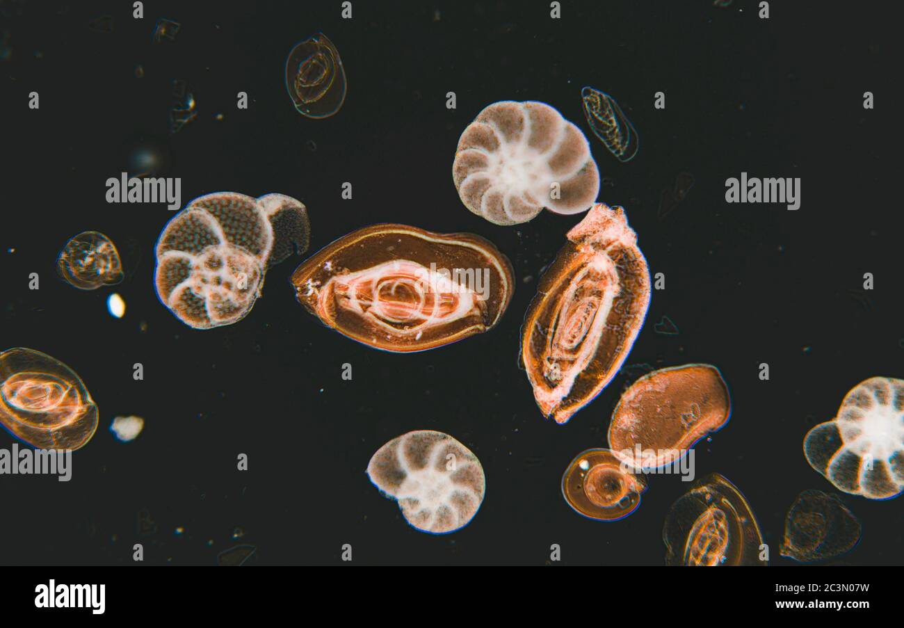 Foraminifera test, protisti ameboidi dal Mare Adriatico, vista al microscopio Foto Stock