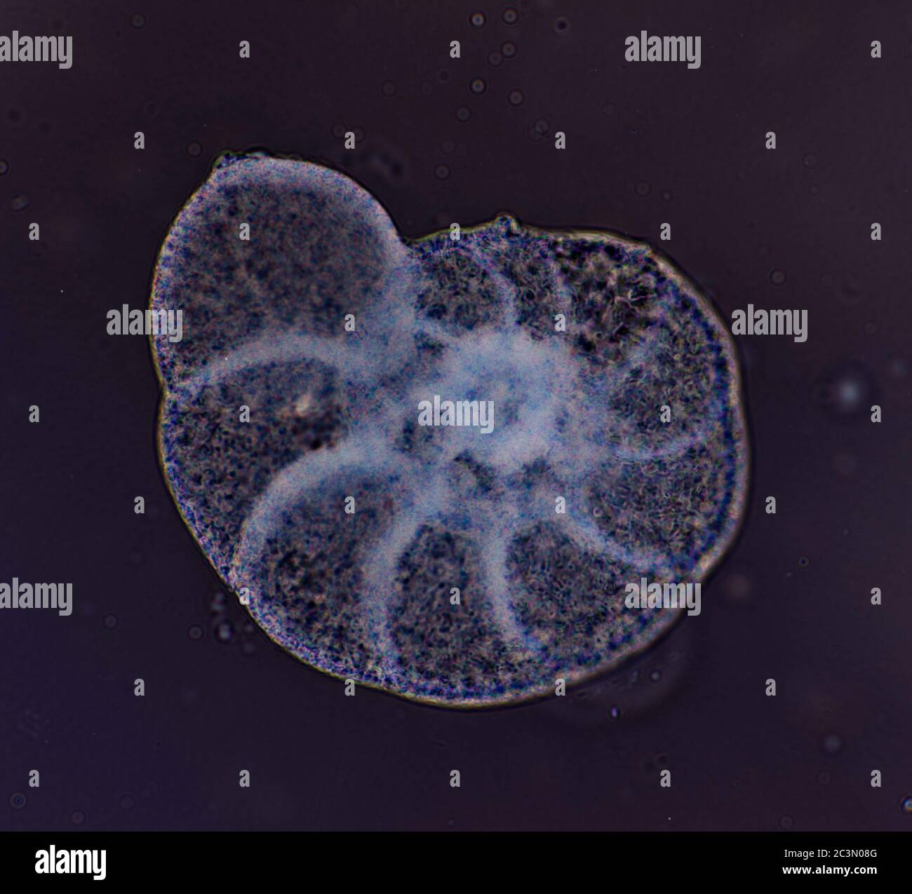 Foraminifera test, protisti ameboidi dal Mare Adriatico, vista al microscopio Foto Stock