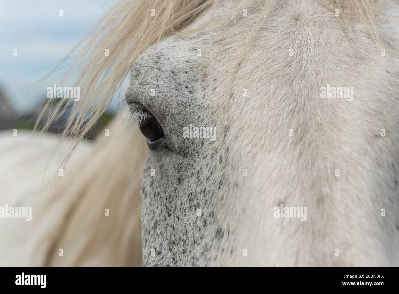 Cavallo di tiraggio in un pascolo in un villaggio in Francia Foto Stock