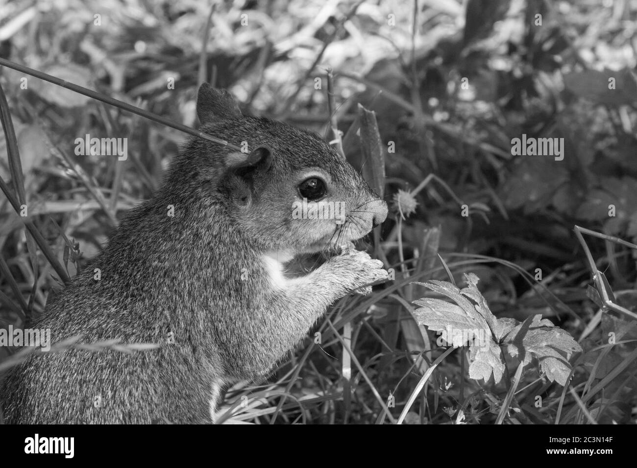 Beautiful Grey Squirrel si alzò mangiando un dado e guardando la macchina fotografica, Harrogate, North Yorkshire, Inghilterra, Regno Unito. Foto Stock