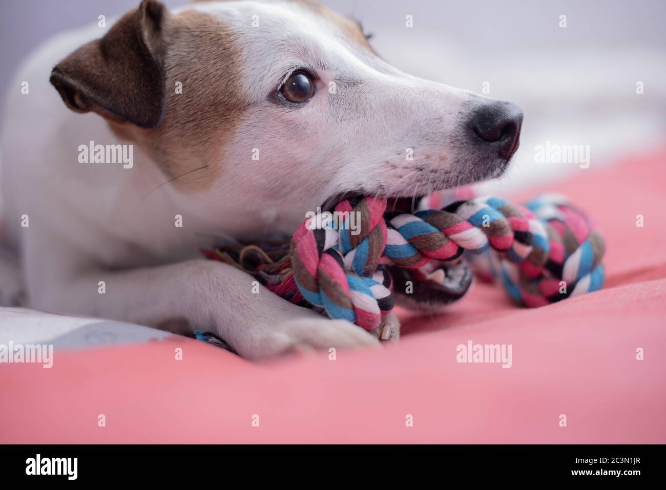 Il cucciolo di Terrier che mordicchiava la corda sul letto Foto Stock