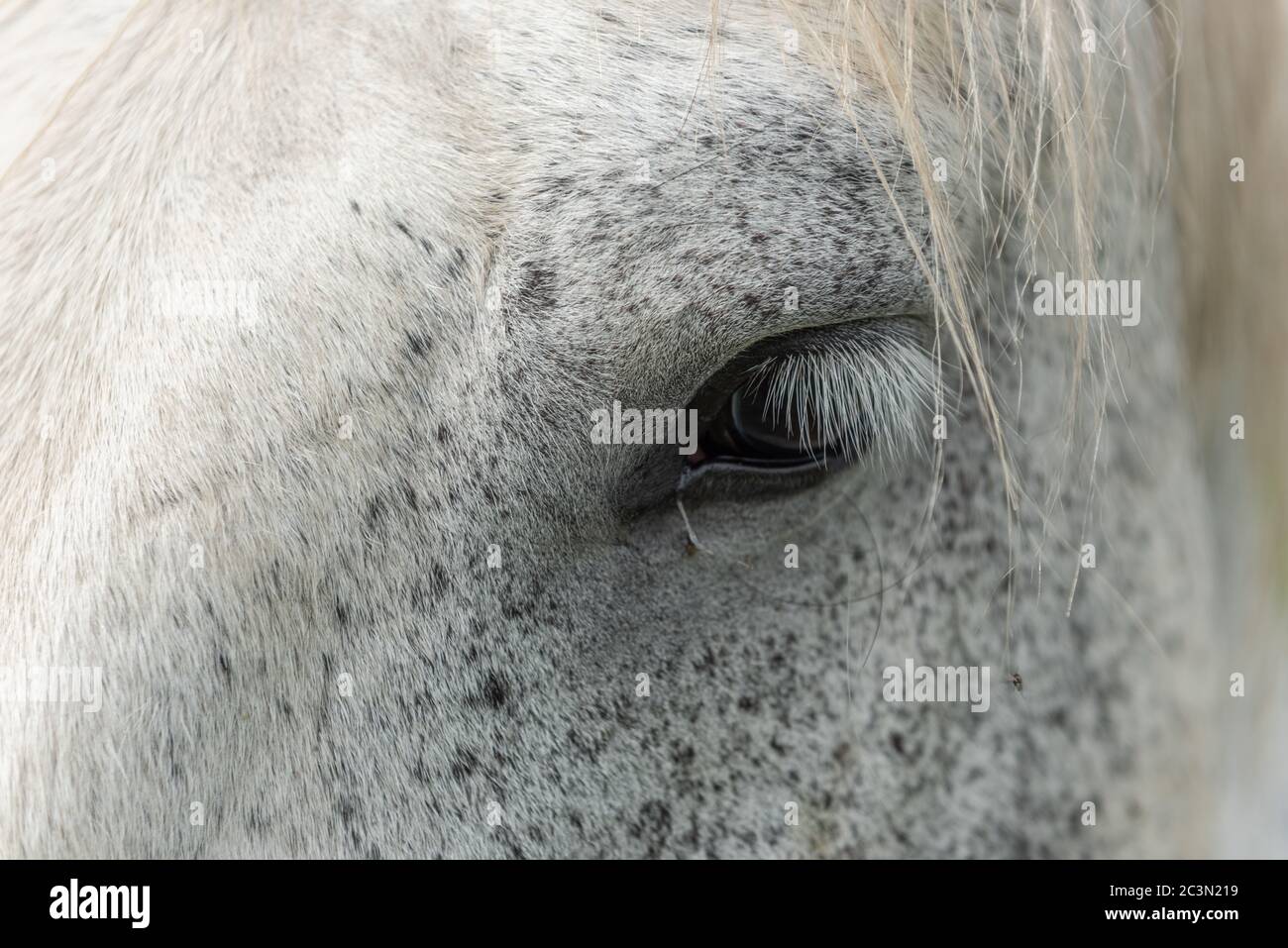 Cavallo di tiraggio in un pascolo in un villaggio in Francia Foto Stock
