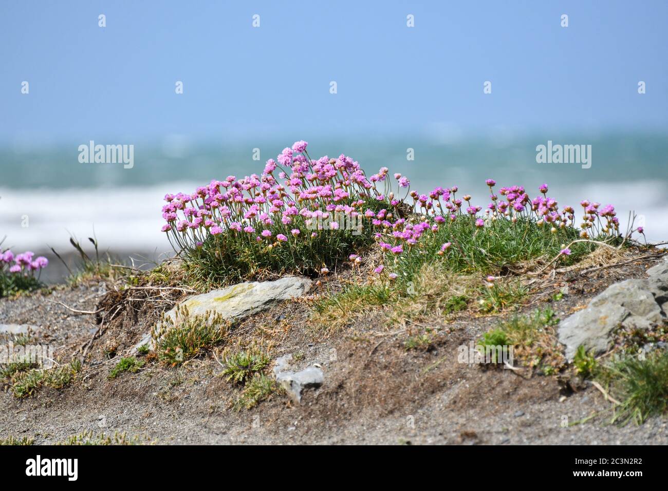 Sea Thrift cresce in grumi di fiori rosa brillante su Tanybwlch beachwear Aberystwyth Galles con il mare sullo sfondo Foto Stock