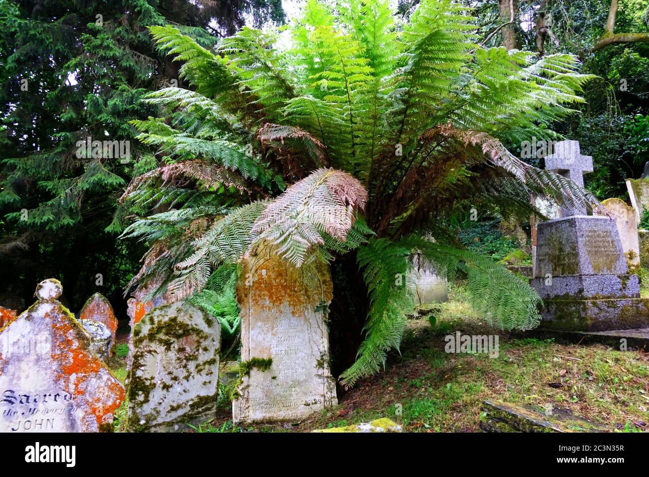 Il cimitero subtropicale di St. Just in Roseland Parish Church, Cornovaglia, Regno Unito - John Gollop Foto Stock