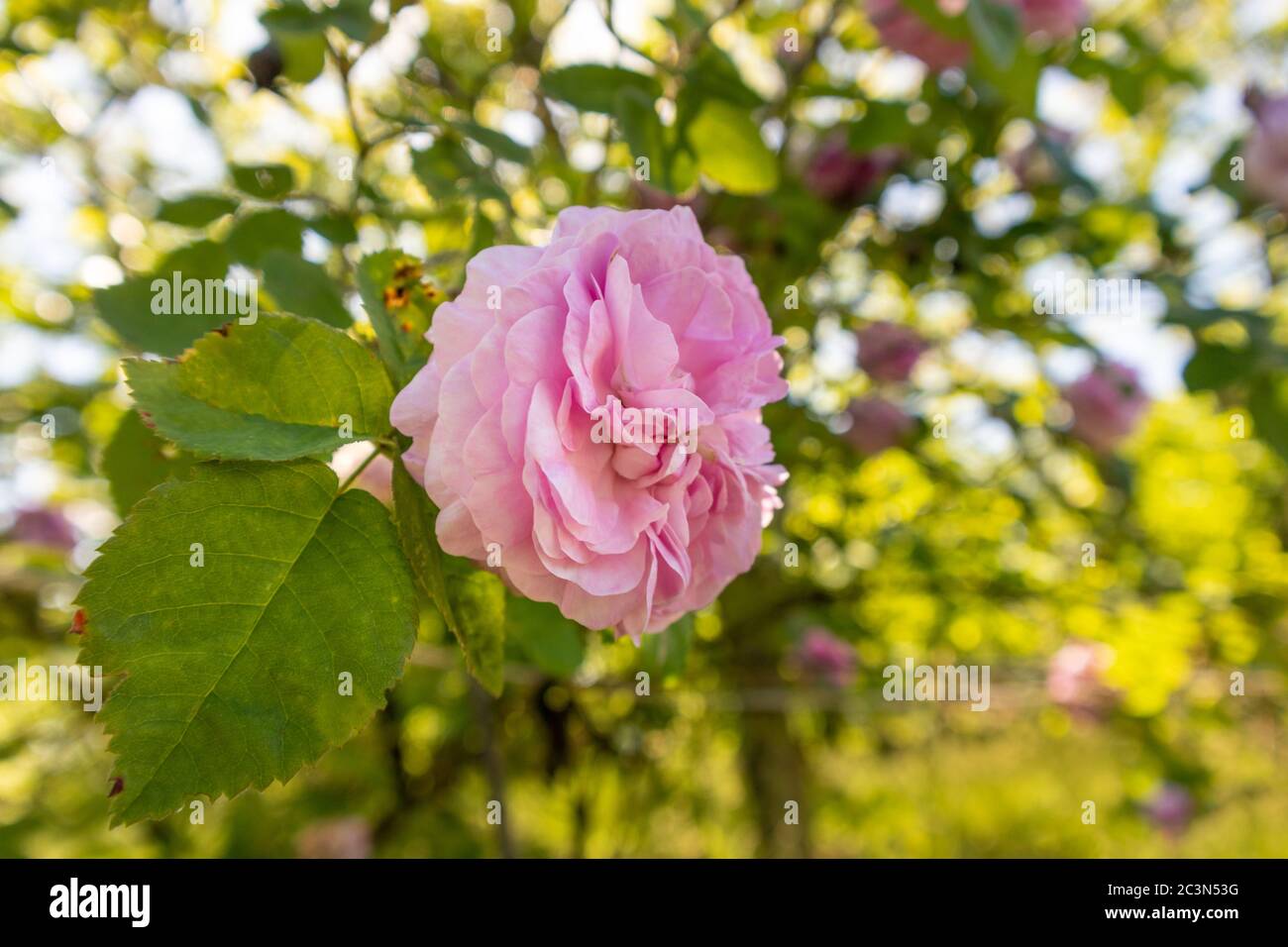 Rosa Rosa odorata, rosa tè su un verde cespuglio estate soleggiato sfondo bokeh sfocato. Ricco aroma giardino tenero fiore Foto Stock