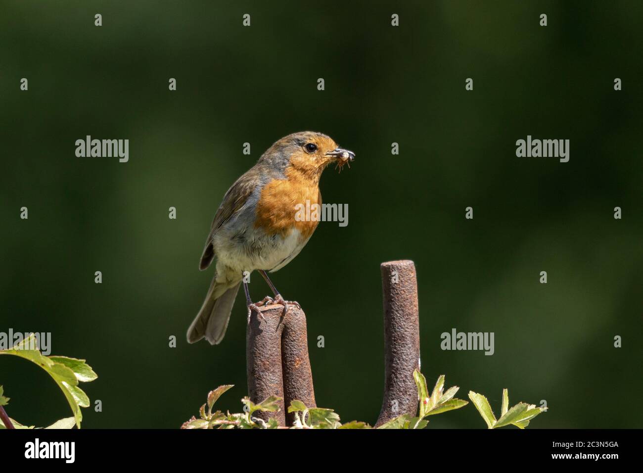 Unione Robin Erithacus rubecula Foto Stock