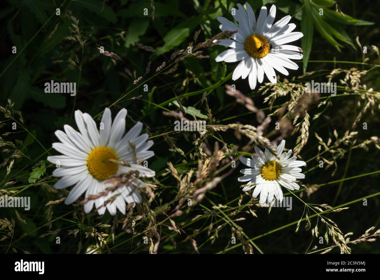 Camomilla Flowers riduce da vicino il contrasto di luce e ombra. Fioritura erba in varietà di erba depositata il caldo giorno d'estate Foto Stock