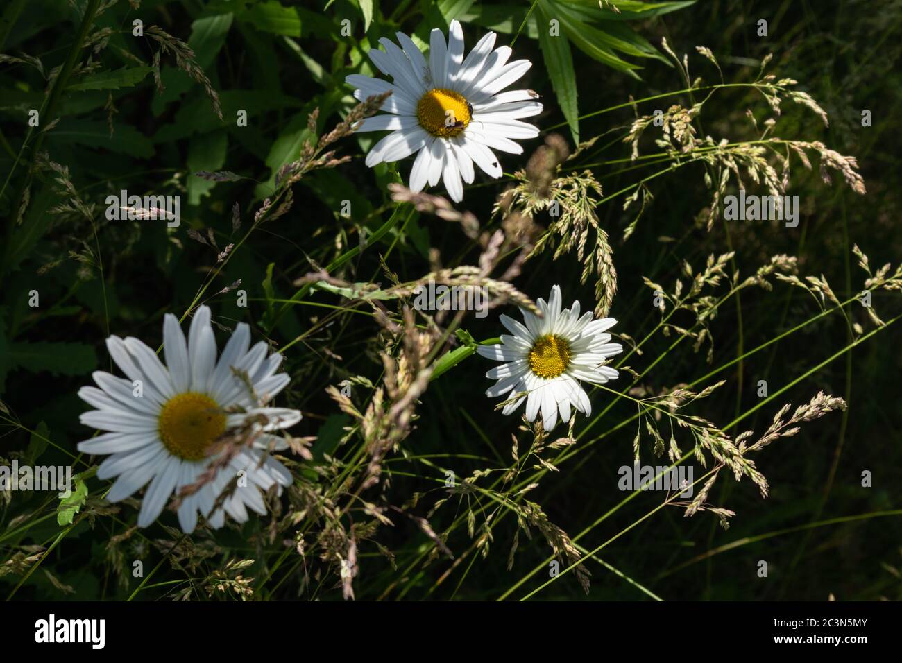 Camomilla Fiori tre su sfondo soleggiato contrasto. Fioritura erba in varietà di erba depositata il caldo giorno d'estate Foto Stock