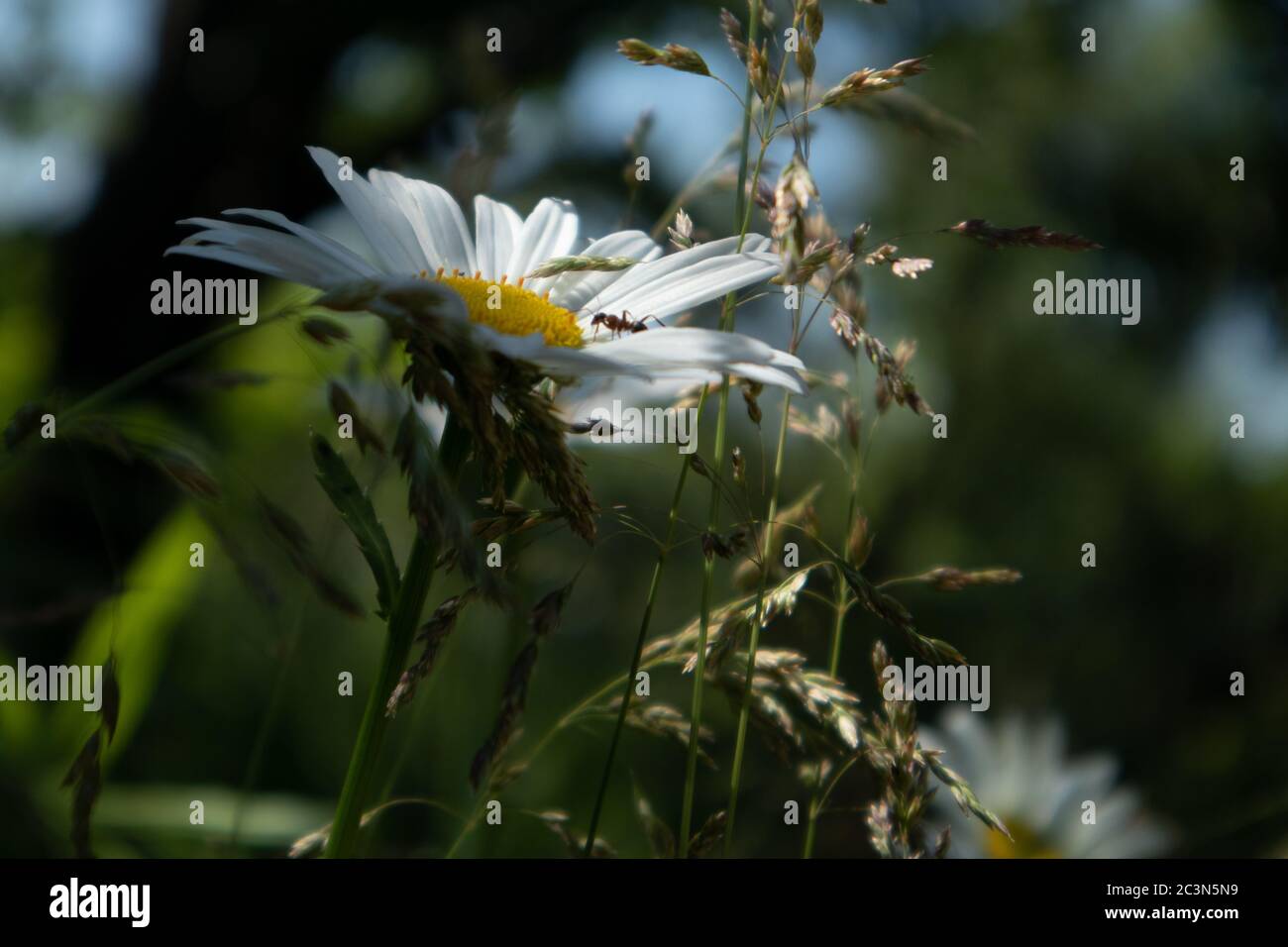 Camomilla Fiore con insetto antile contrasto primo piano su sfondo sfocato. Fioritura erba in varietà di erba depositata il caldo giorno d'estate Foto Stock