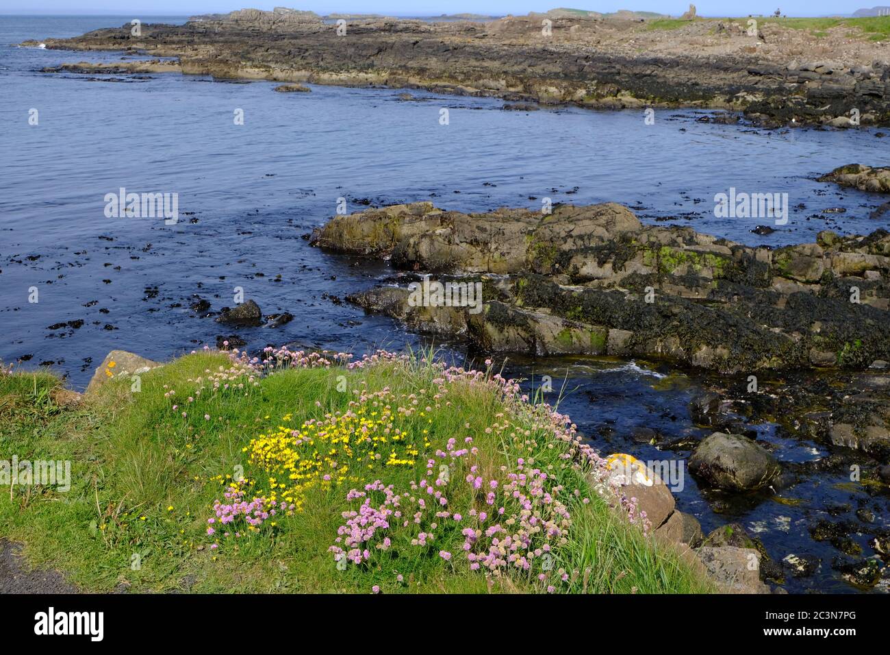 Fiori selvatici rosa e gialli che crescono lungo la costa di Ramore Head sulla costa settentrionale dell'Irlanda del Nord, vista dell'oceano Atlantico e della costa rocciosa Foto Stock